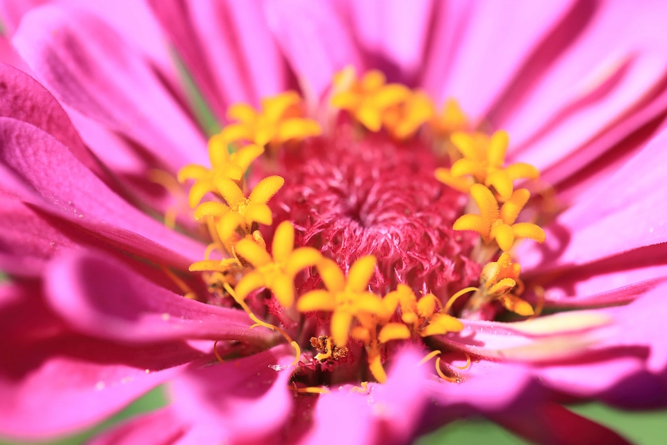Beautiful beautiful flowers beautiful photo