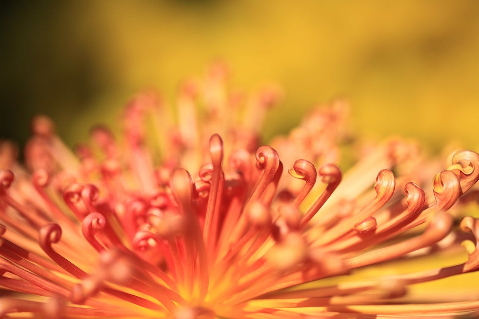 Beautiful beautiful flowers beautiful photo