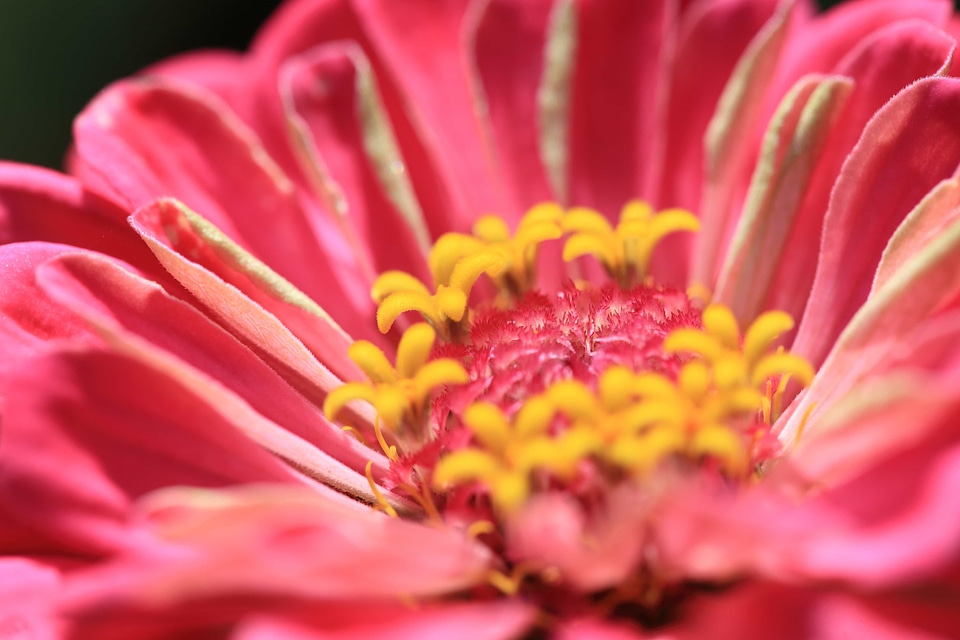 Beautiful beautiful flowers beautiful photo