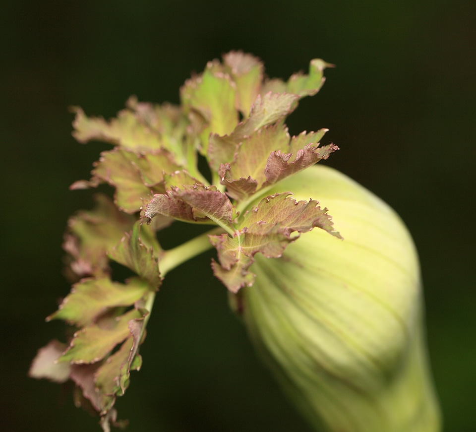 Beautiful botanic dark