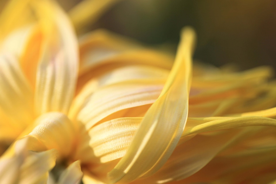 Beautiful beautiful flowers biology
