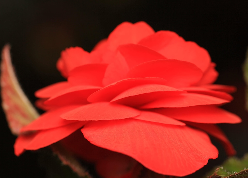 Beautiful beautiful flowers biology