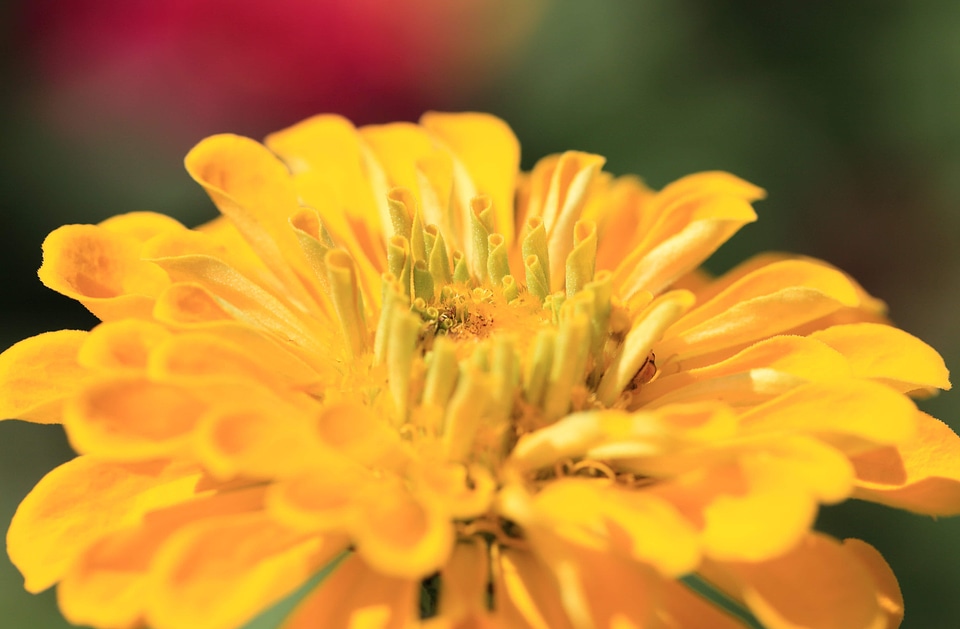 Beautiful beautiful flowers biology