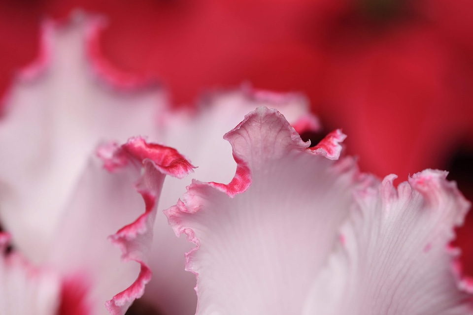 Beautiful beautiful flowers biology