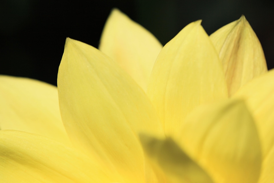 Beautiful beautiful flowers biology