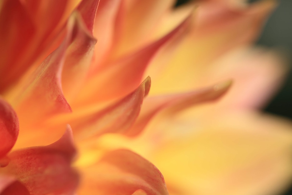 Abstract beautiful beautiful flowers