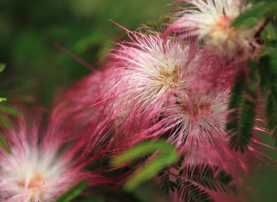 Beautiful beautiful flowers biology