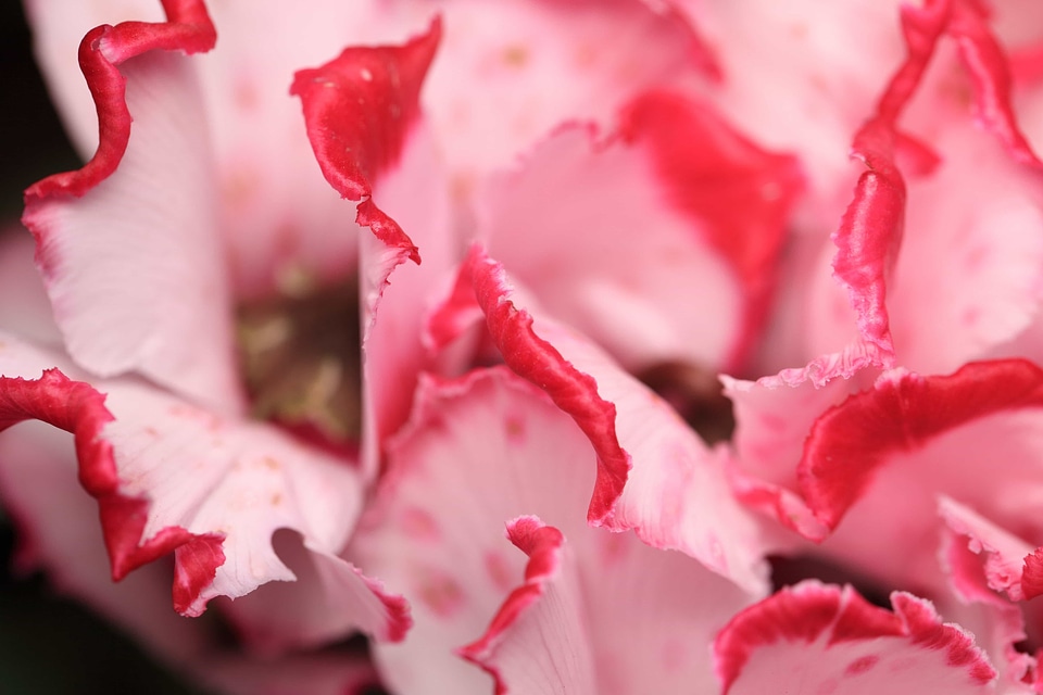 Beautiful beautiful flowers biology