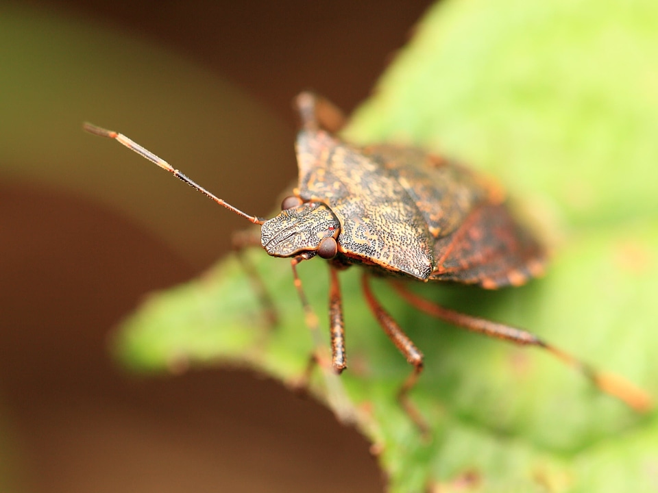 Animal arthropod beetle