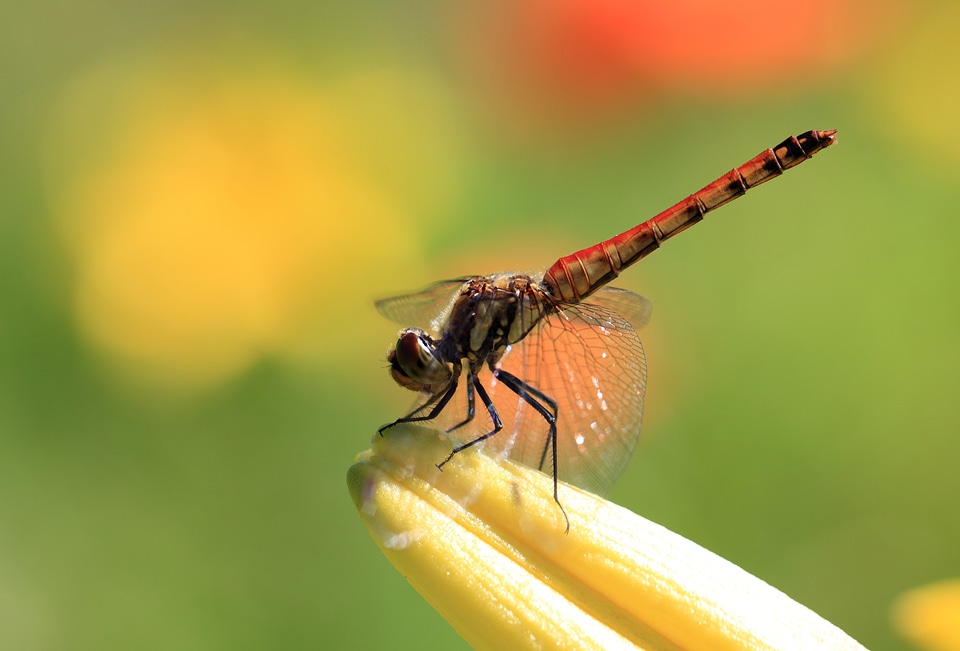 Animal arthropod beautiful image