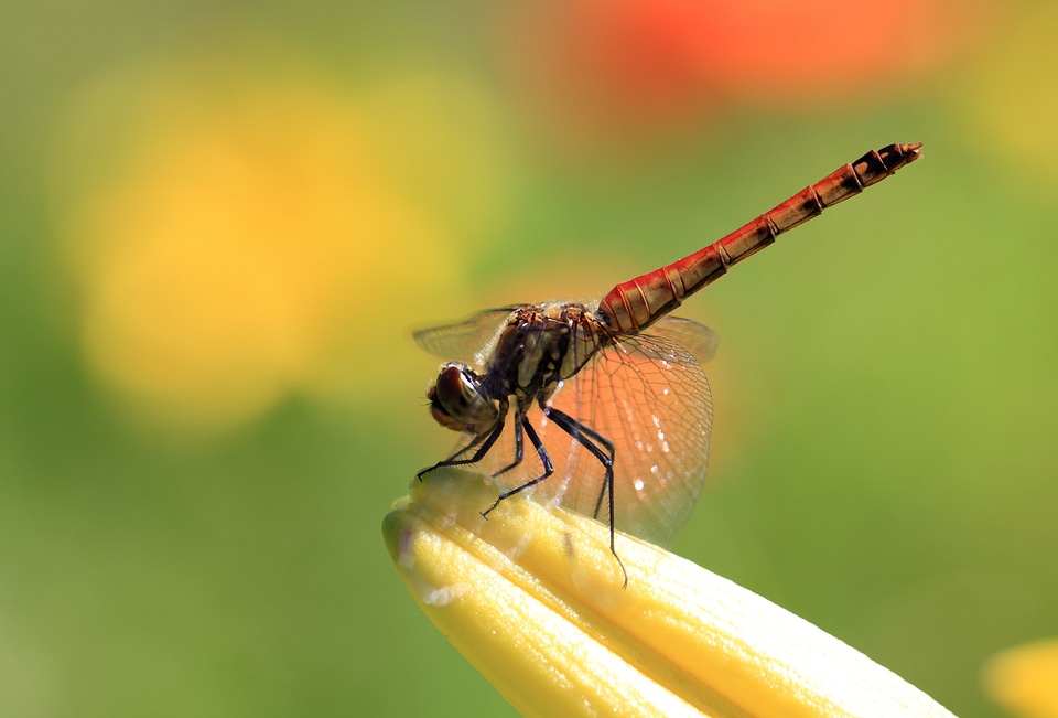 Animal arthropod beautiful image photo