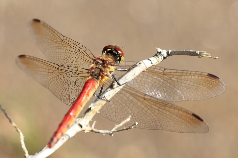 Animal arthropod beautiful image