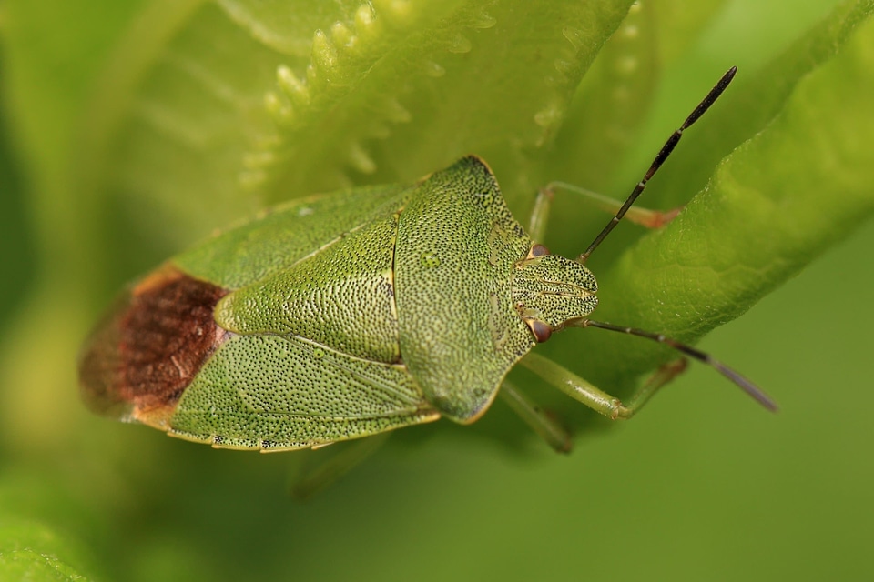 Animal arthropod biology