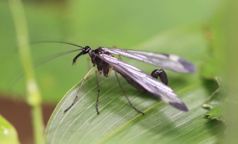 Animal arthropod beautiful photo