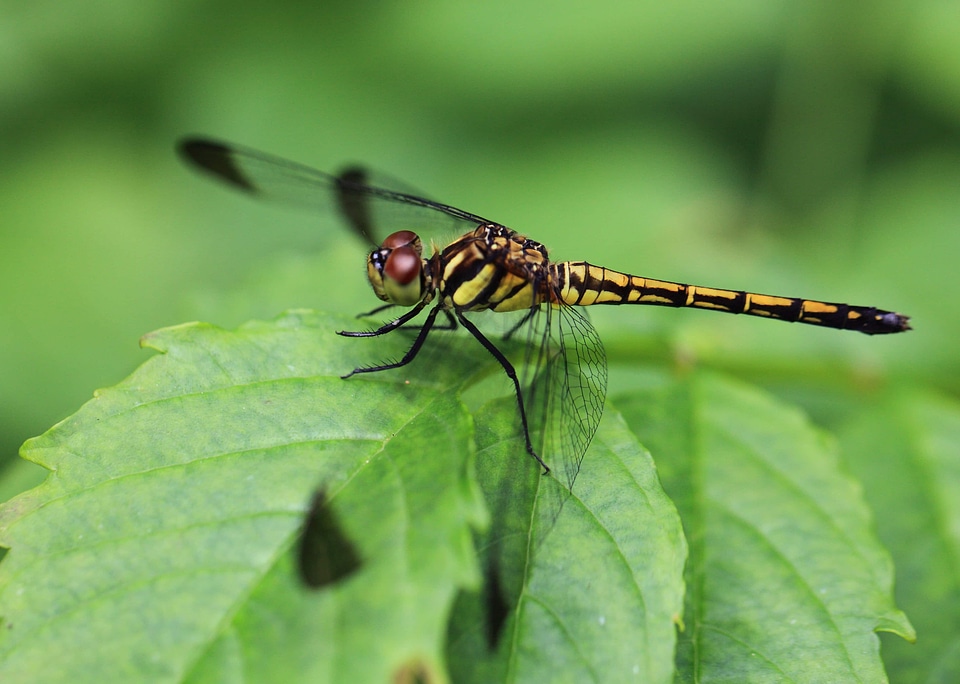Animal arthropod beautiful