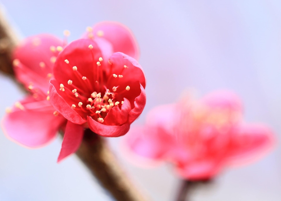 Beautiful Flowers beautiful photo bloom