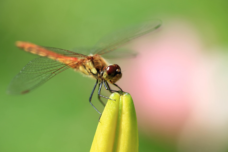 Animal arthropod beautiful image