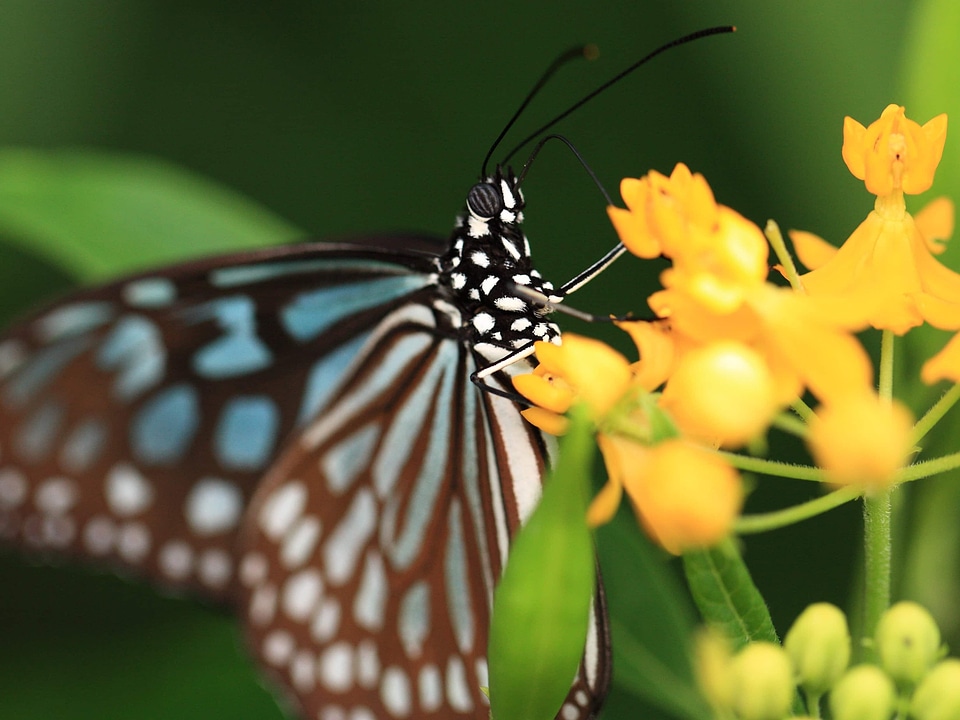 Animal arthropod beautiful
