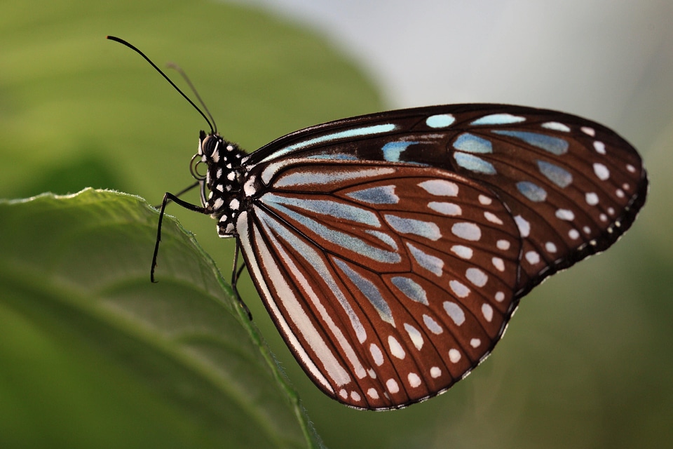 Animal arthropod beautiful