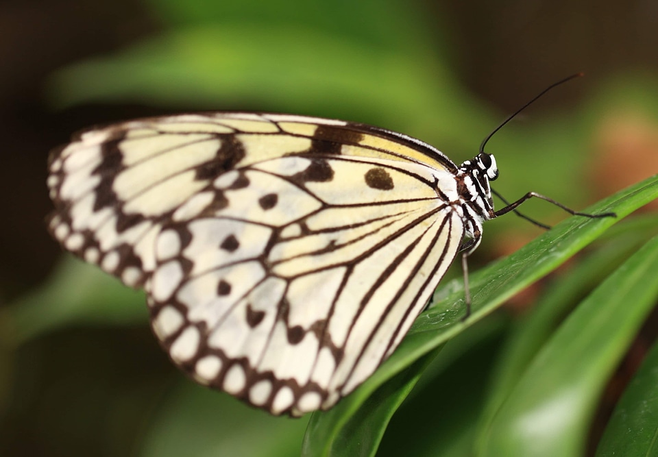 Animal arthropod beautiful
