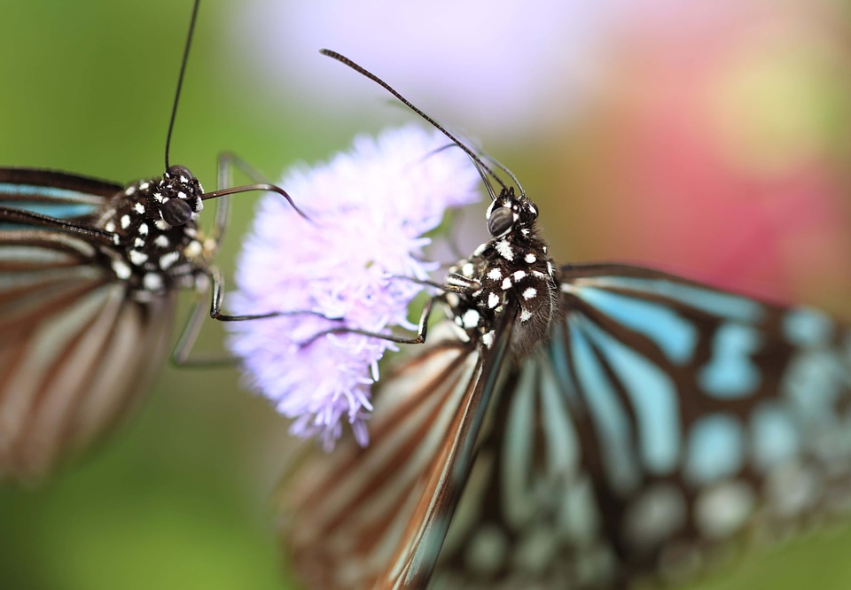 Animal arthropod beautiful
