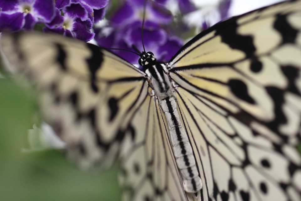 Animal arthropod beautiful