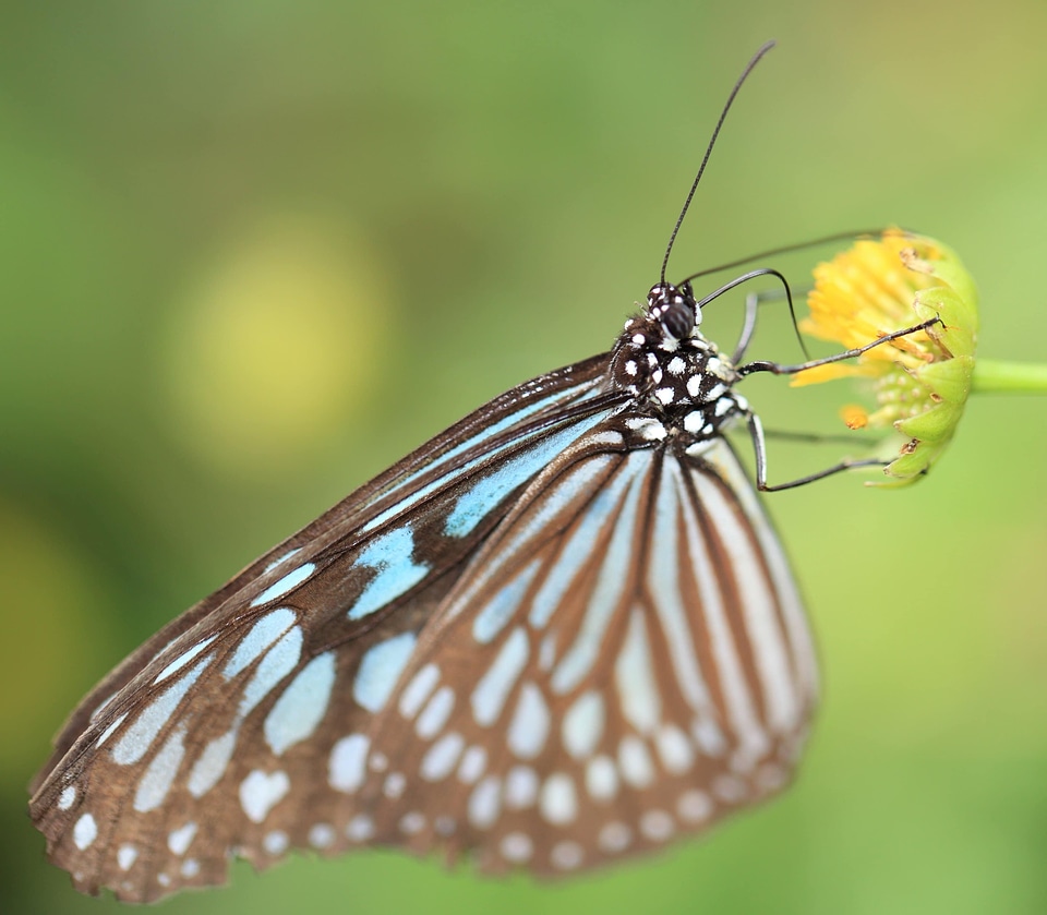 Animal arthropod beautiful