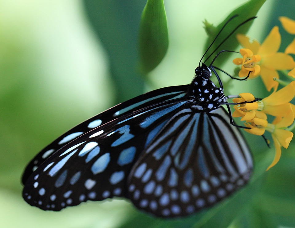 Animal arthropod beautiful