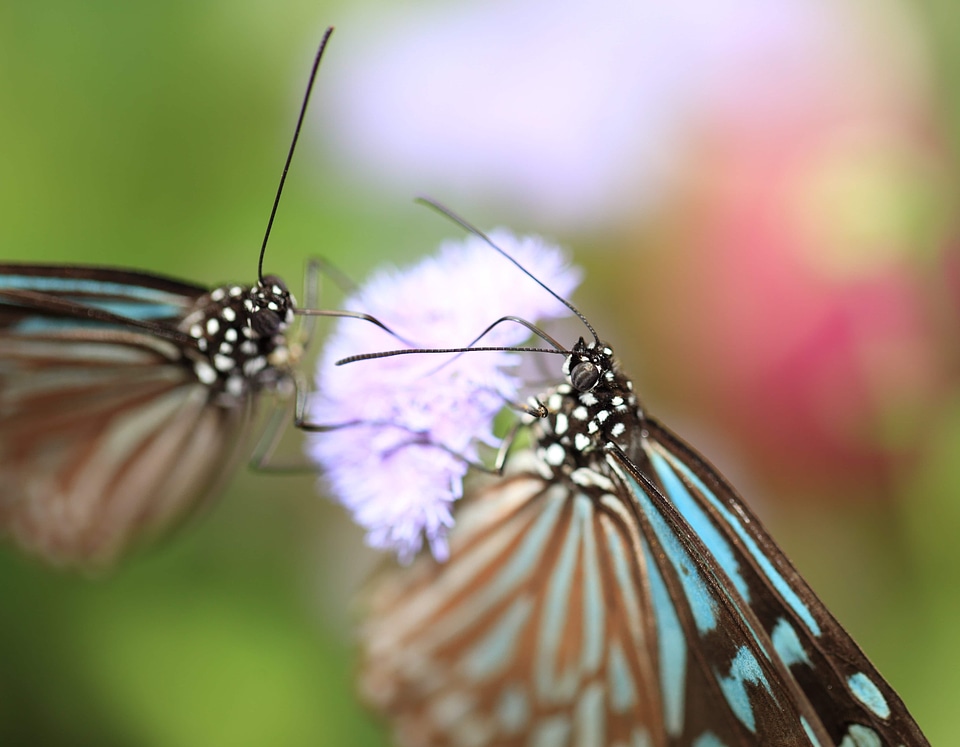 Animal arthropod beautiful