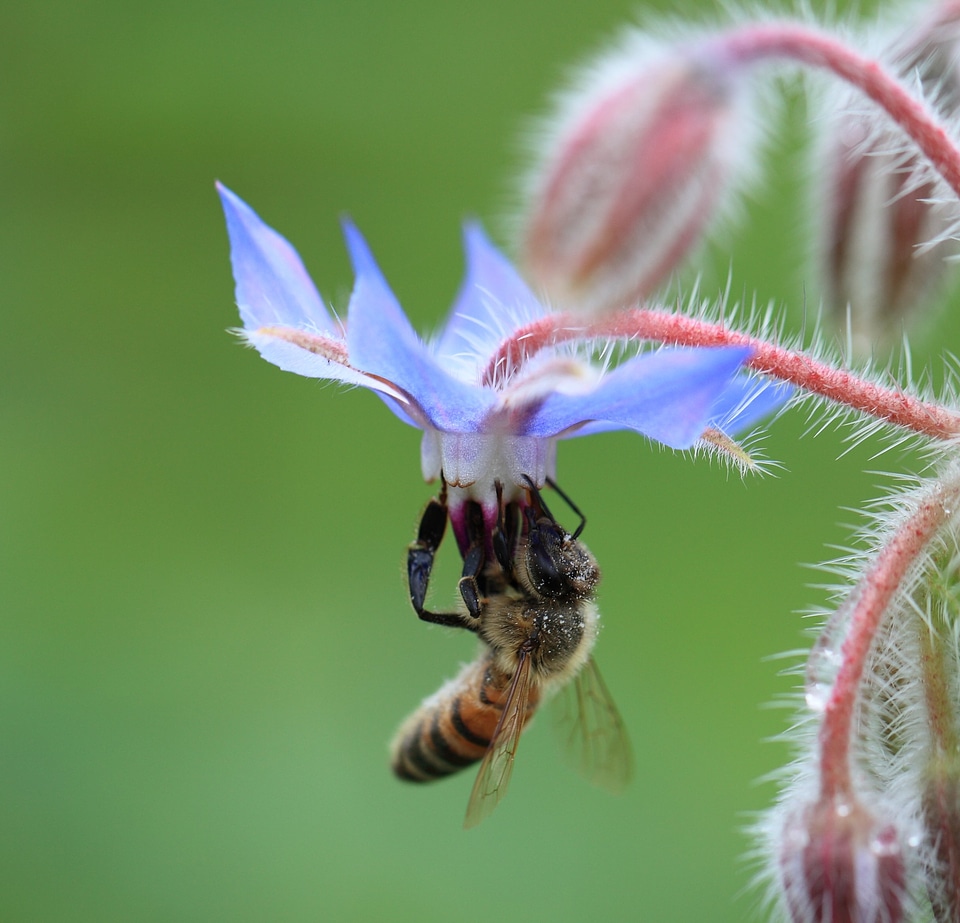 Animal beautiful flowers bee