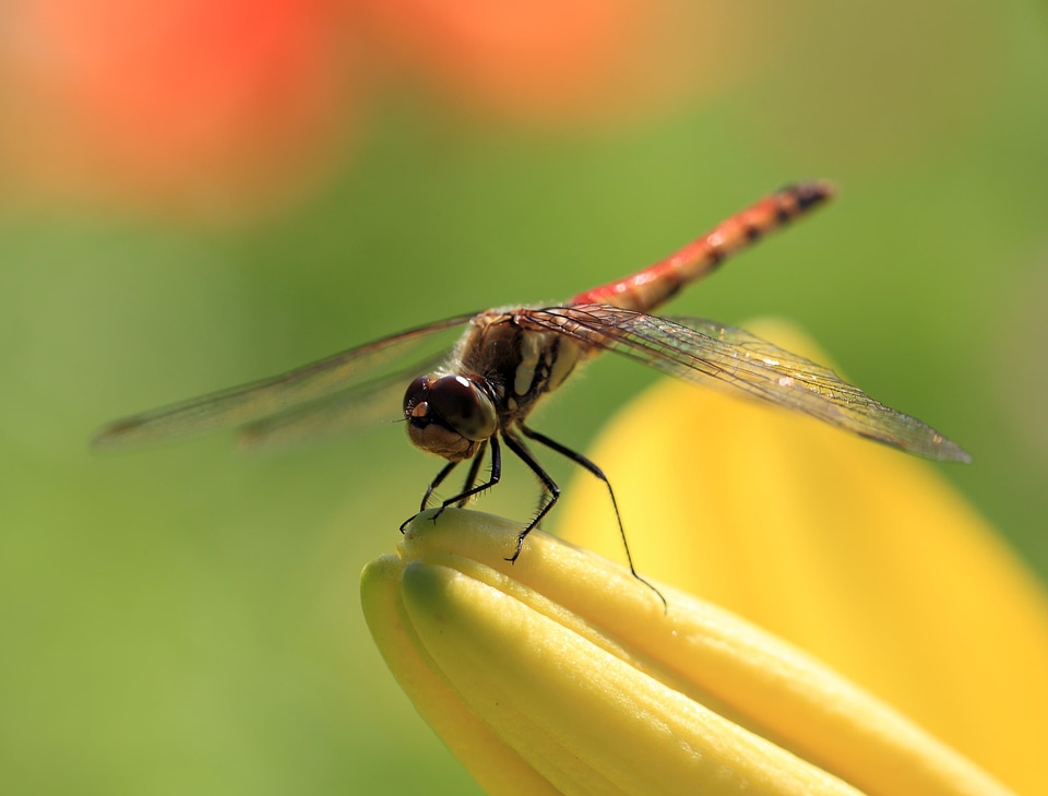 Animal arthropod beautiful image