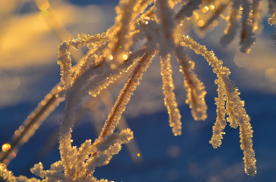 Winter white snowy
