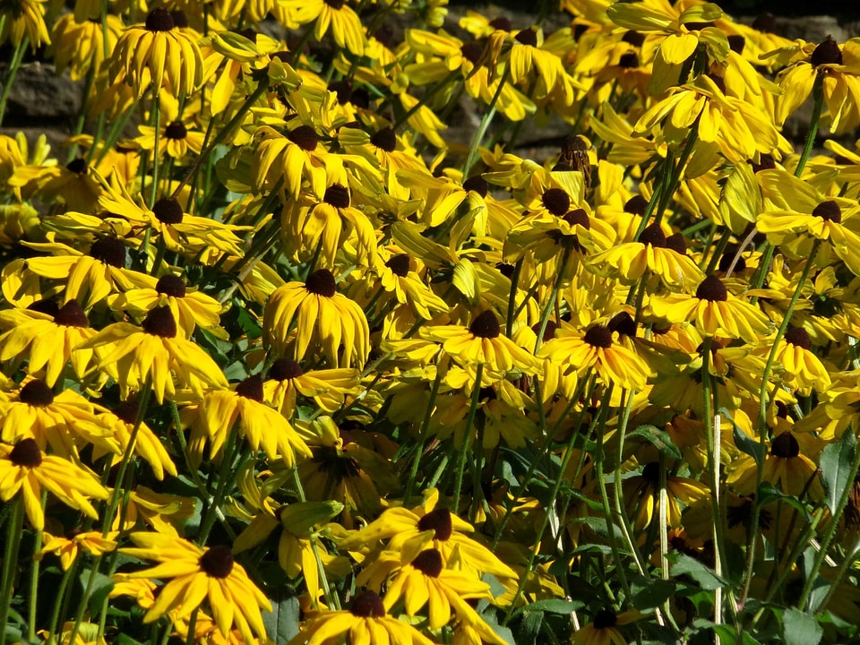 Beautiful Flowers blooming blossom
