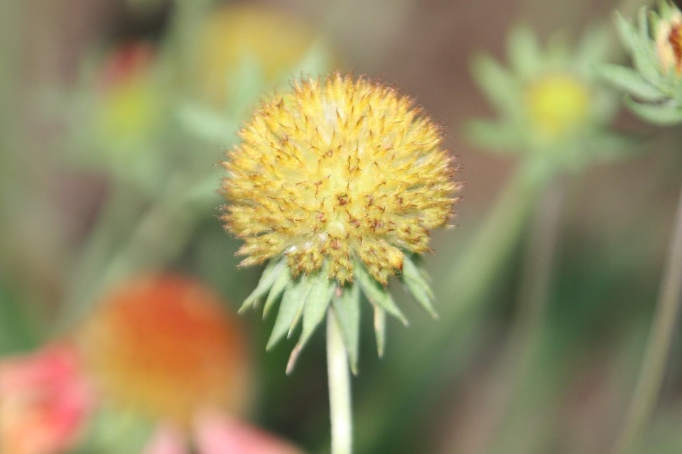 Beautiful beautiful flowers bloom