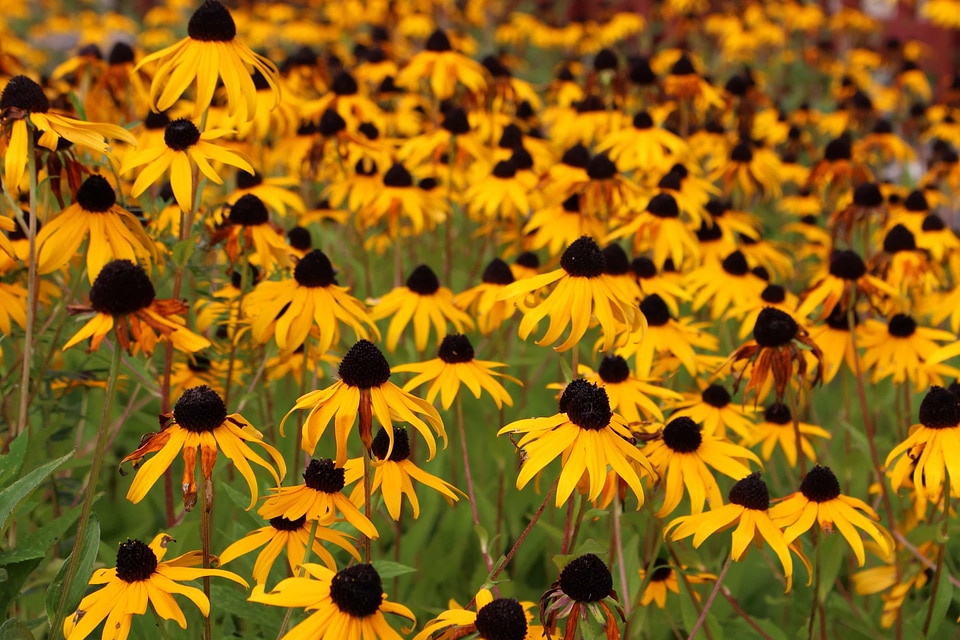 Agriculture beautiful beautiful flowers