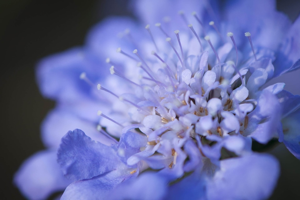 Beautiful beautiful flowers bloom