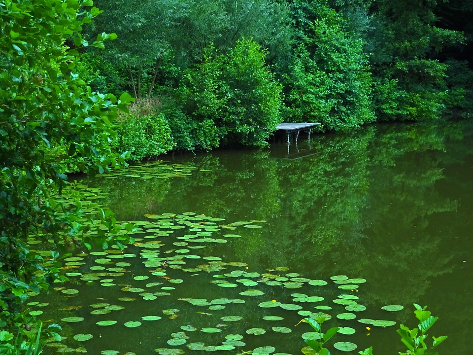 Pools fishing pond nature