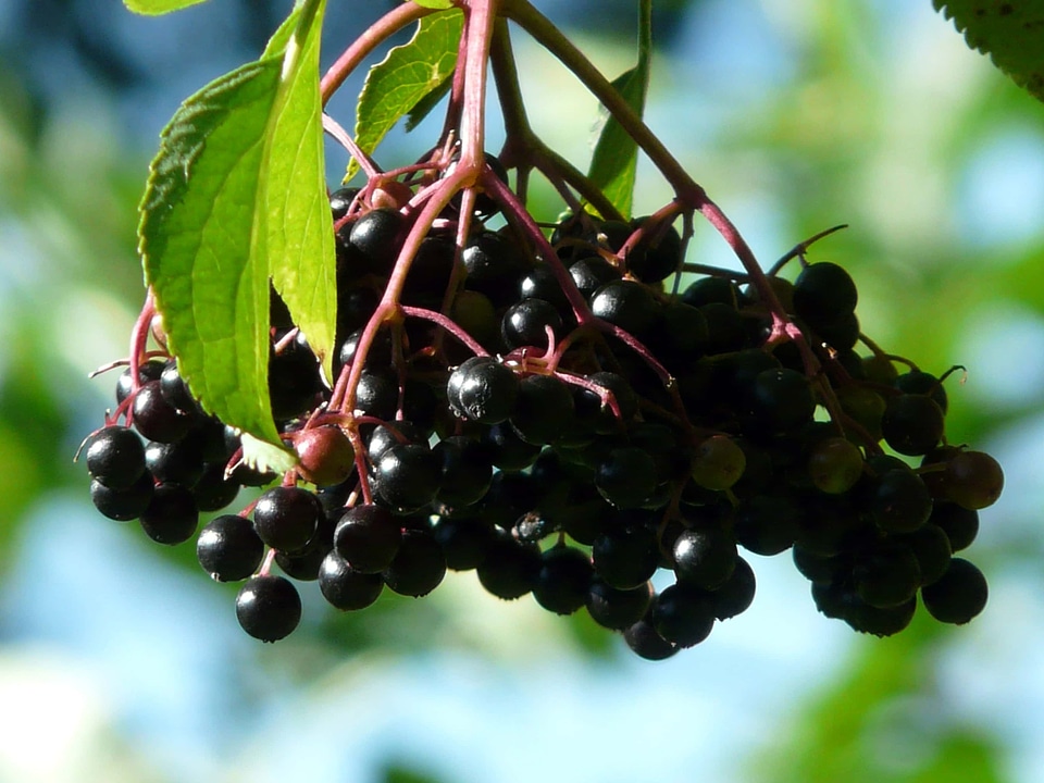 Berry branch dietary