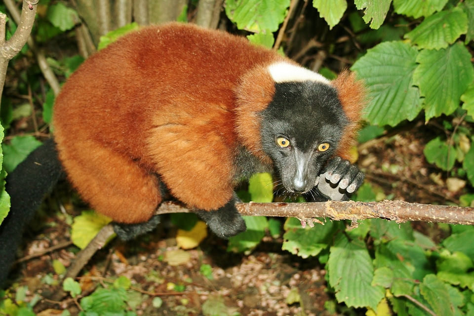 Languast mammal tree dweller
