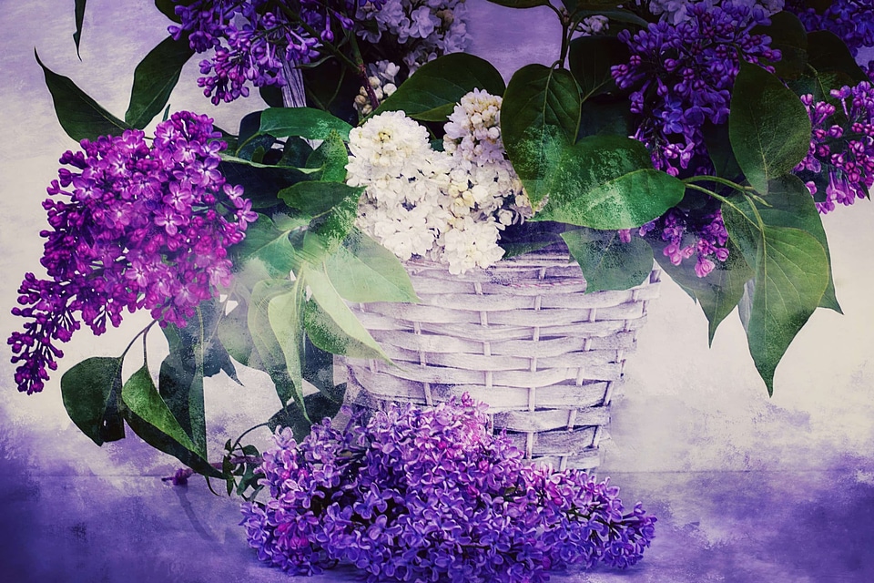 Beautiful Flowers blooming blossom