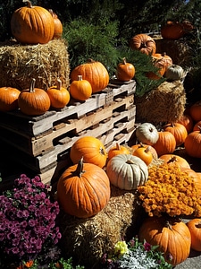 Seasonal harvest thanksgiving