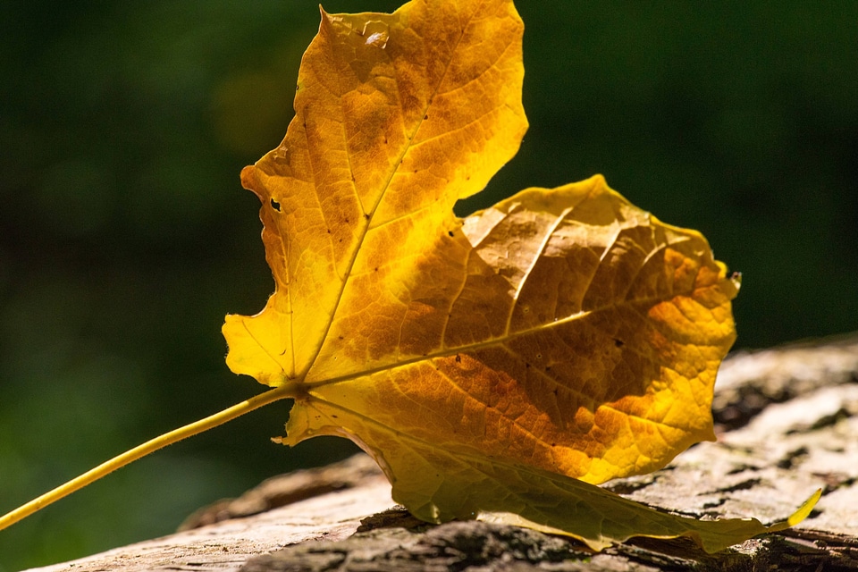 Autumn autumn season brown