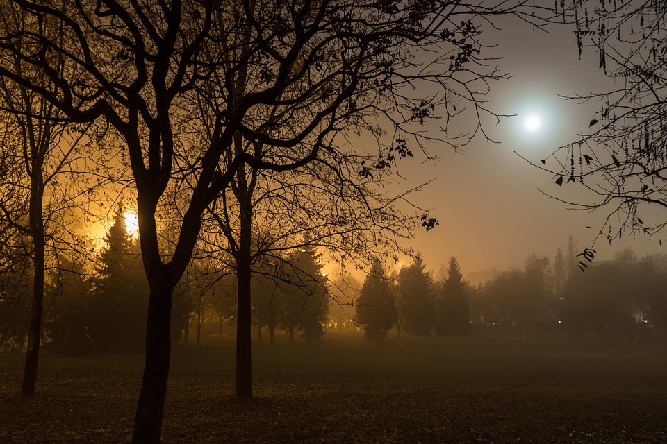 Backlight branch cloud