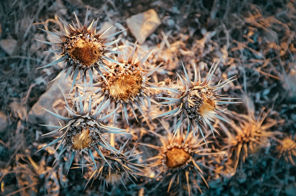 Desert dry ecology