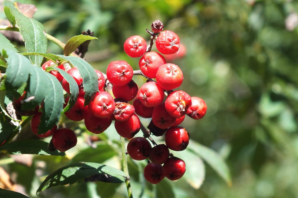 Berry branch currant