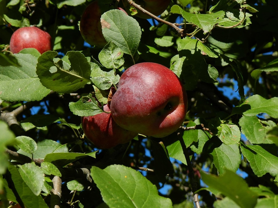Agriculture apple apples