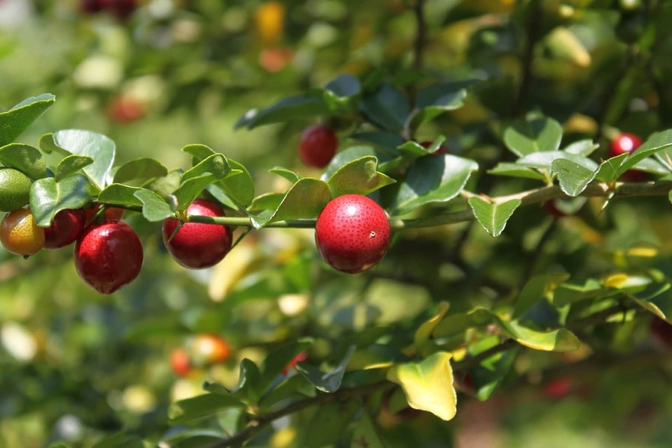 Agriculture berry branch