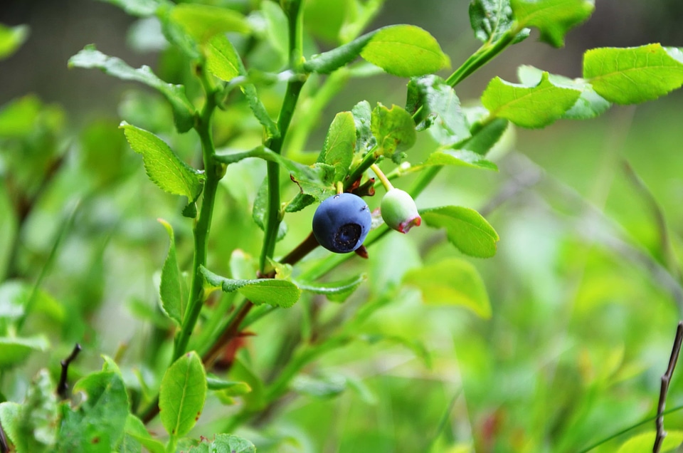 Agriculture antioxidant berry