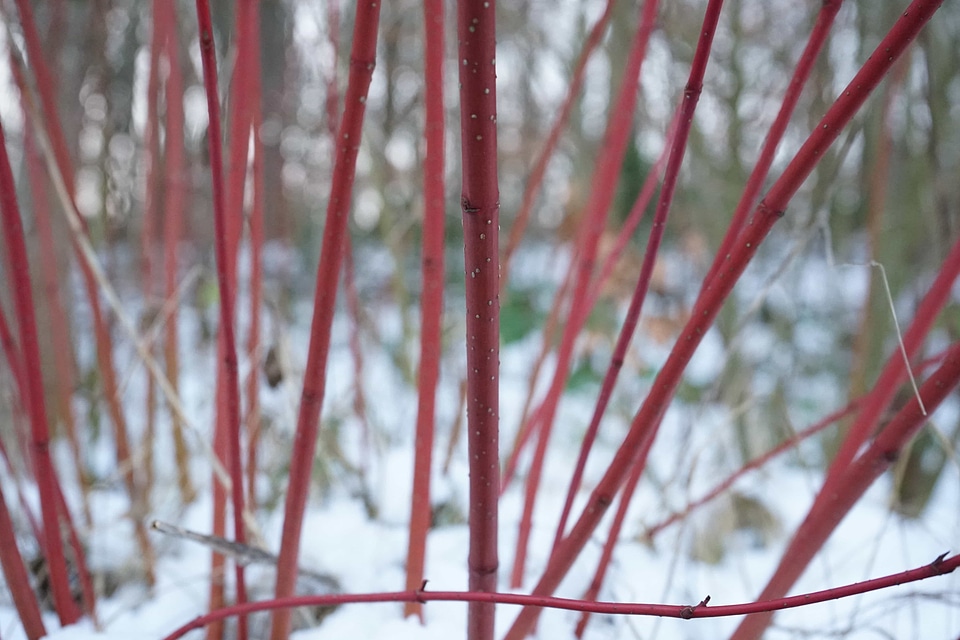 Abstract branch daylight