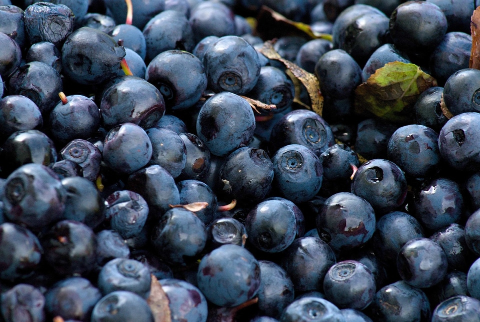 Agriculture antioxidant berry